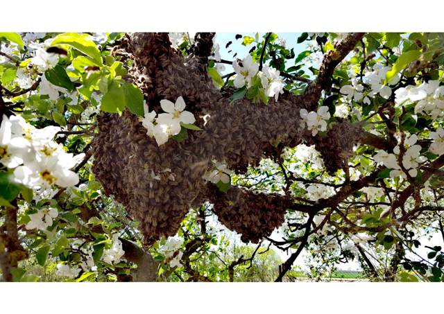 Rój pszczół w moim ogrodzie Aleksander Wasil-1